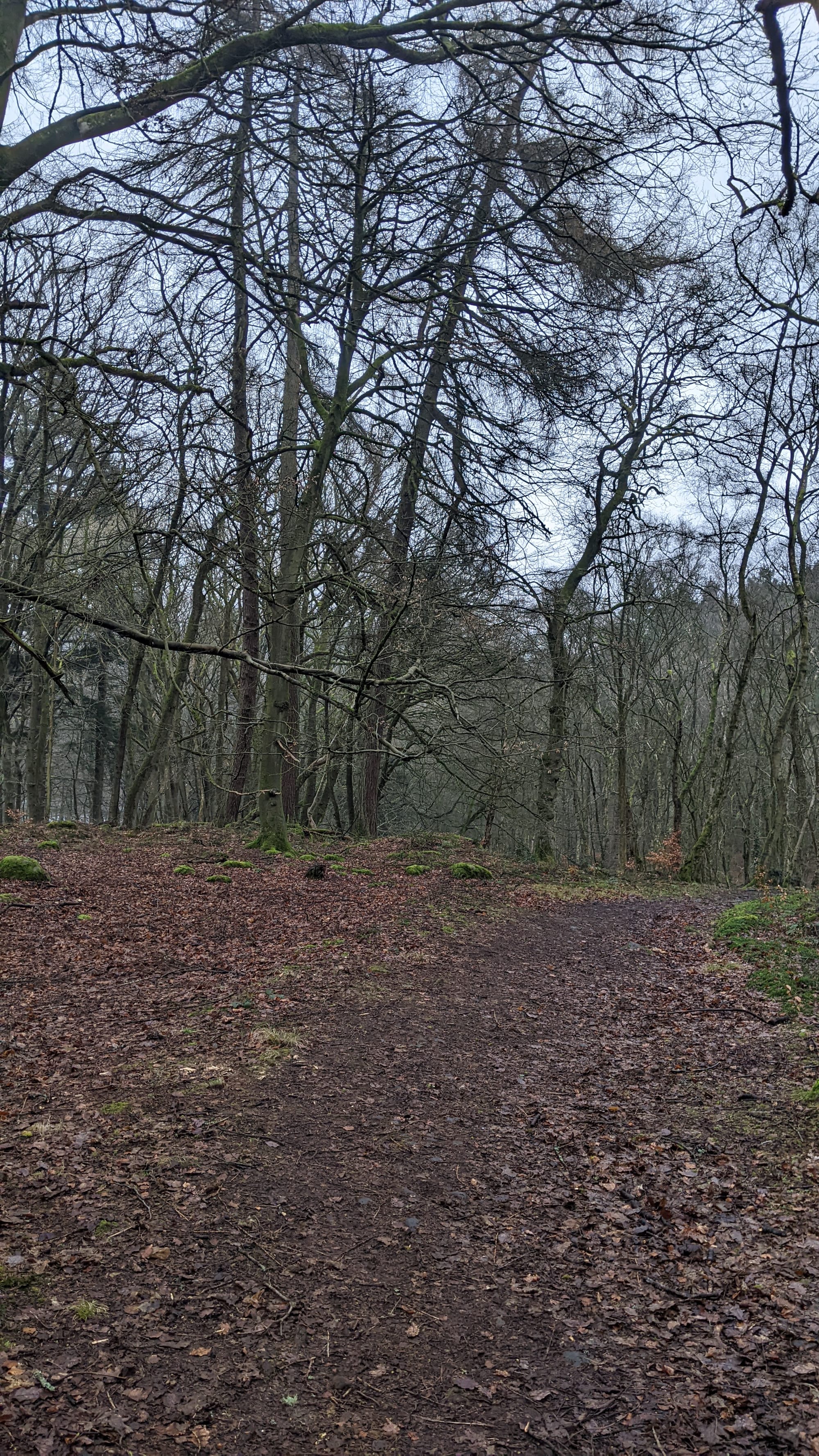 Monthly Meanderings: January round up. Fancy a walk?